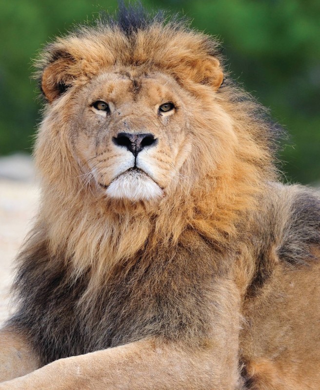 Parc et zoo animalier Sigean Réserve Africaine de Sigean